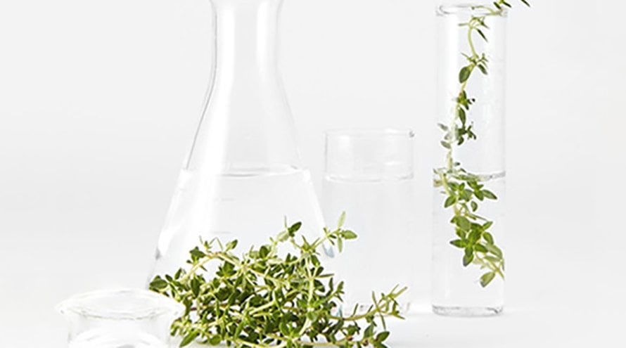 what is a toner organic thyme essential oil