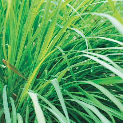 Lemongrass