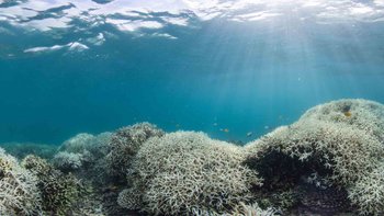 100KB OceanImageBank TheOceanAgency Bleaching 13 2